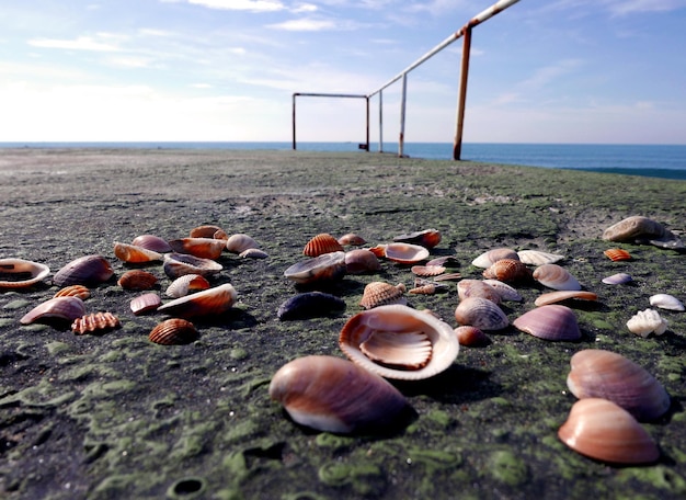 Close-up de conchas na praia contra o céu