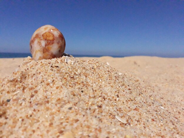 Foto close-up de conchas na praia