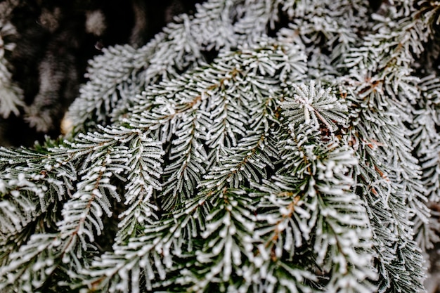 Close-up de cone de pinheiro em árvore durante o inverno