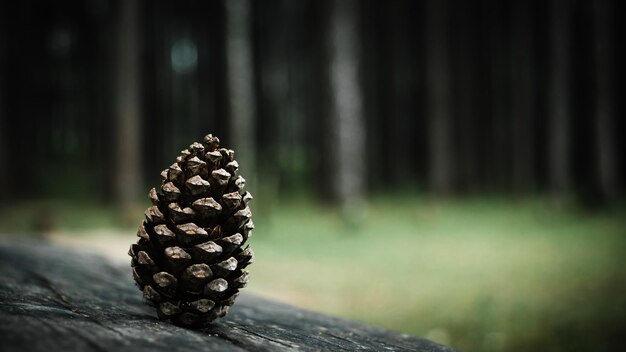 Foto close-up de cone de pinheiro em uma árvore