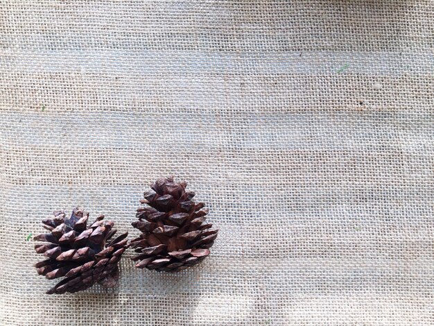 Foto close-up de cones de pinheiro caídas