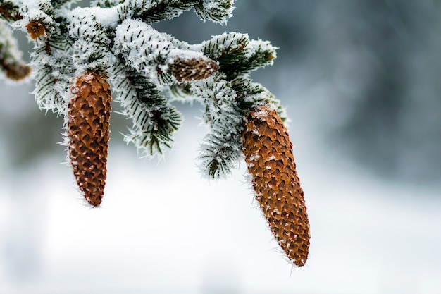 Close-up de cones de pinheiro no inverno coberto de neve e geada brancas