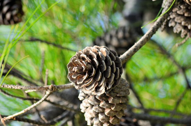 Foto close-up de cones de pinheiro no tronco da árvore