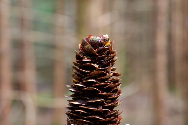 Foto close-up de cones de pinheiro