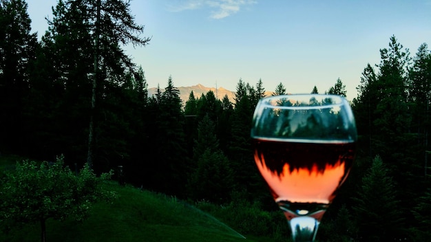 Close-up de copo de vinho por árvores contra o céu