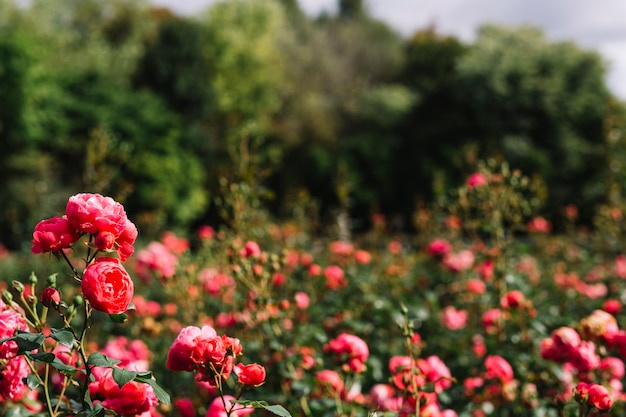 Close-up, de, cor-de-rosa, cultivado, flores, em, jardim