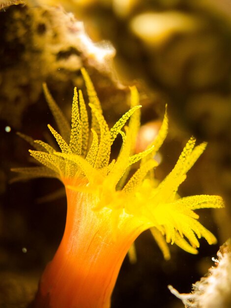 Foto close-up de corais debaixo d'água