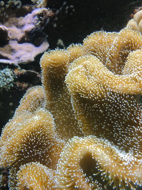 Foto close-up de corais em um tanque de peixes