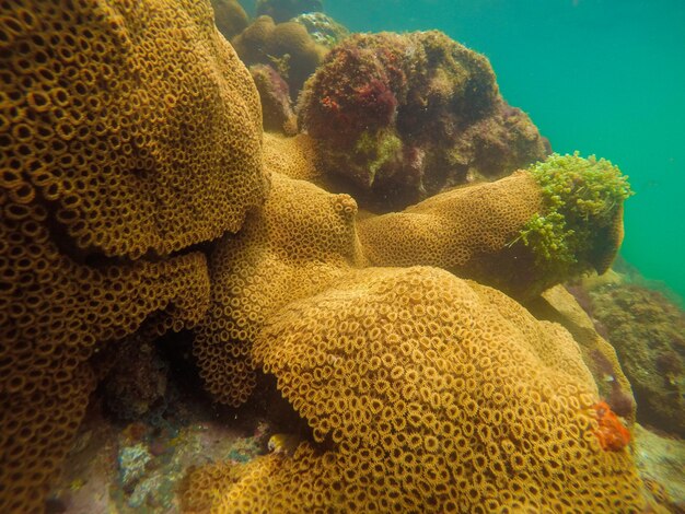 Foto close-up de corais no mar