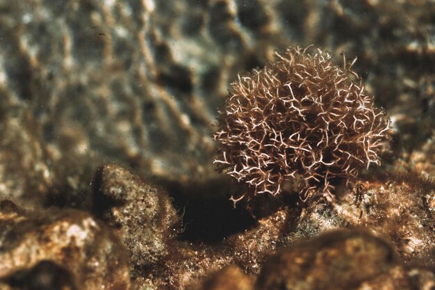 Close-up de corais no mar