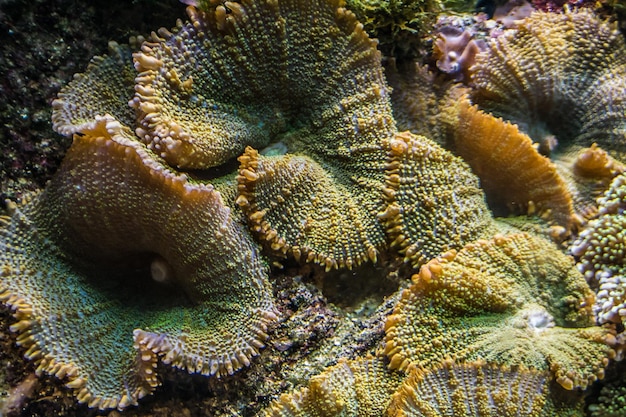 Foto close-up de corais vibrantes e brilhantes debaixo d'água no mar