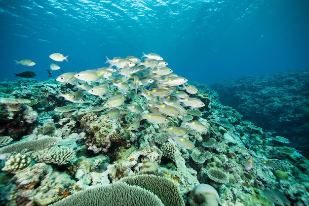 Close-up de coral no mar