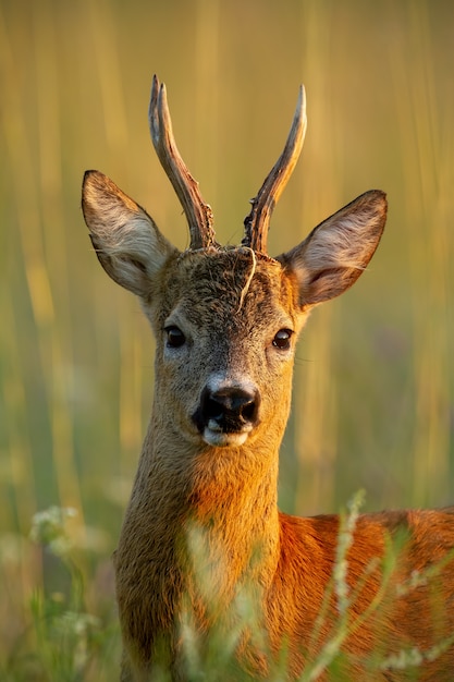 Close-up de corça buck buck em pé na grama