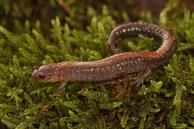 Close-up de corpo inteiro de uma salamandra oriental adulta de costas vermelhas, Plethodon cinereus em musgo verde