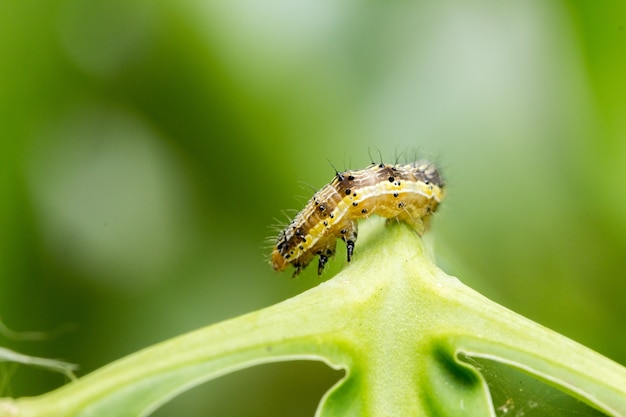 close-up de Cotton bollworm nas folhas