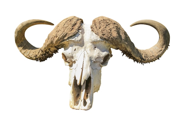 Foto close-up de crânio de animal contra fundo branco