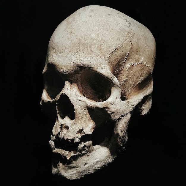 Close-up de crânio humano contra fundo preto