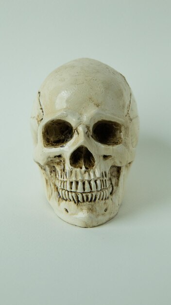 Close-up de crânio humano sobre fundo branco