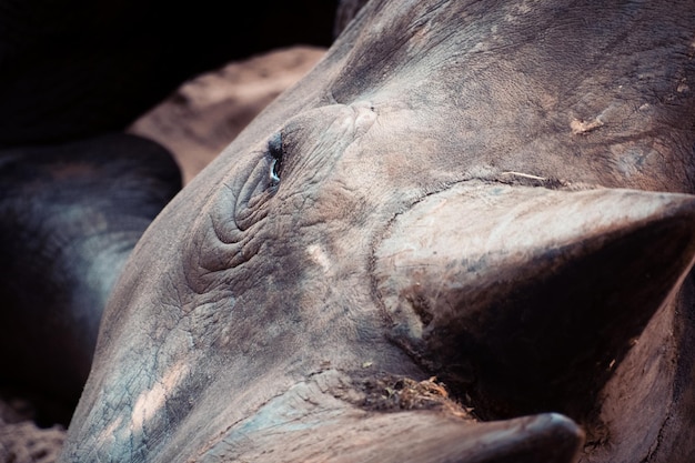 Foto close-up de crânio humano