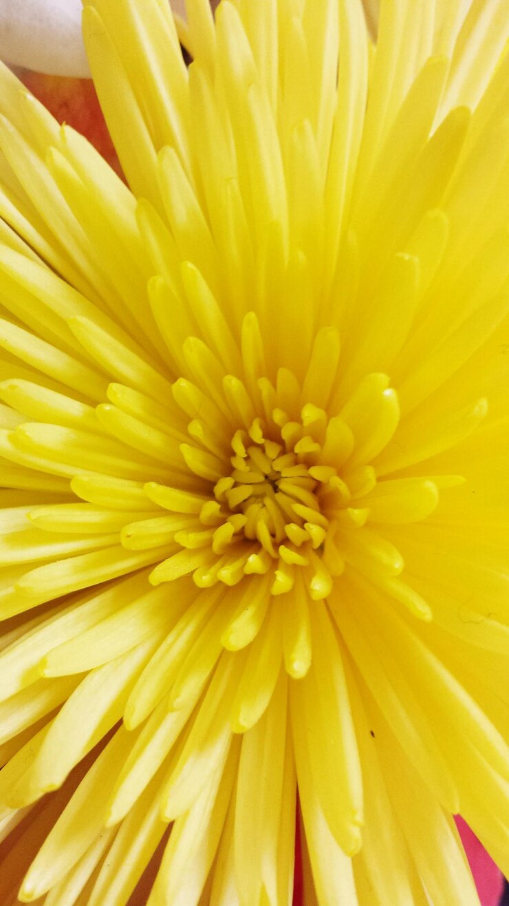 Foto close-up de crisântemo amarelo florescendo ao ar livre