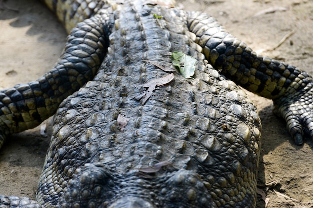 Foto close up de crocodilos