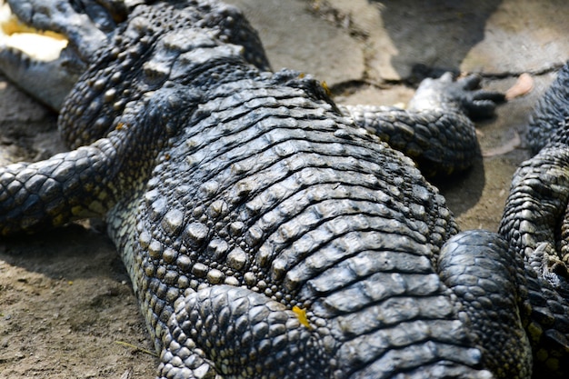 Close up de crocodilos