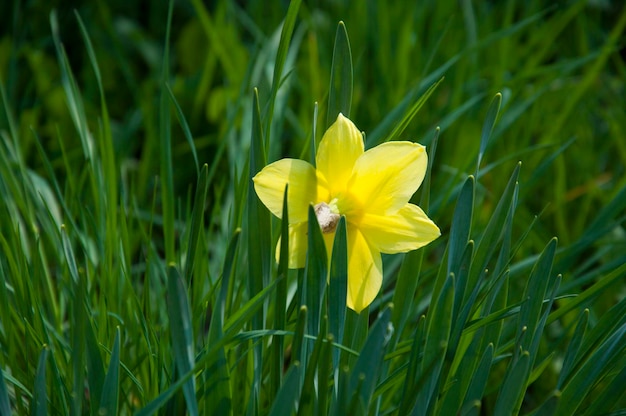 Close-up de crocus amarelo florescendo no campo