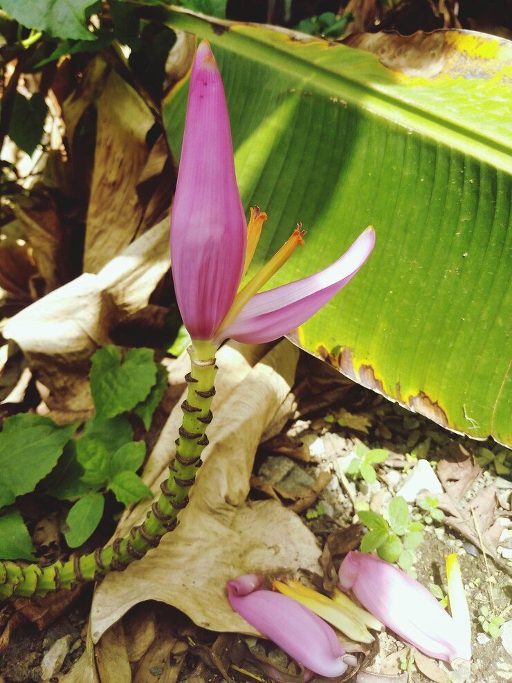 Foto close-up de crocus florescendo ao ar livre