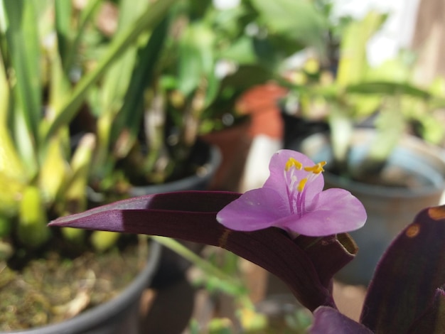 Foto close-up de crocus rosa florescendo ao ar livre