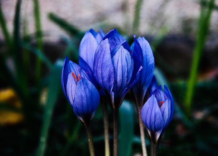 Foto close-up de crocus roxo florescendo ao ar livre