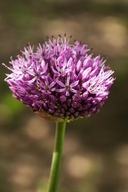 Close-up de crocus roxo florescendo ao ar livre