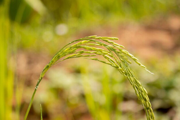 Foto close-up de cultivo no campo