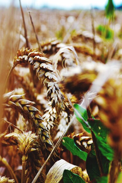 Foto close-up de culturas que crescem em campos agrícolas.