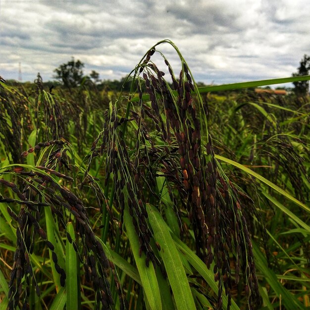 Foto close-up de culturas que crescem no campo contra o céu