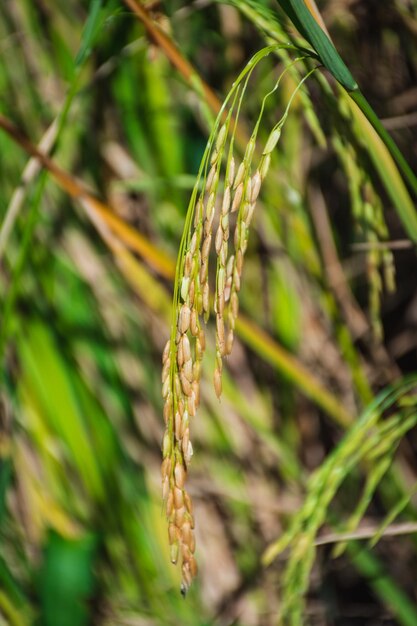 Foto close-up de culturas que crescem no campo