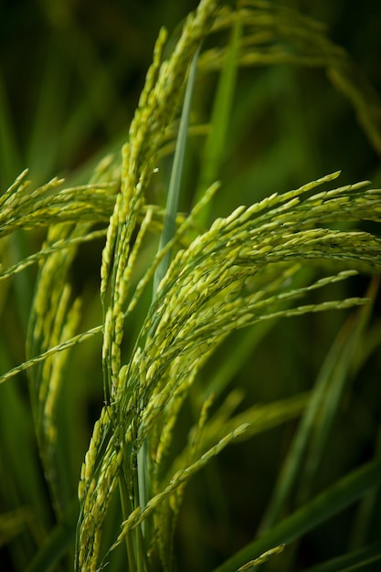 Foto close-up de culturas que crescem no campo