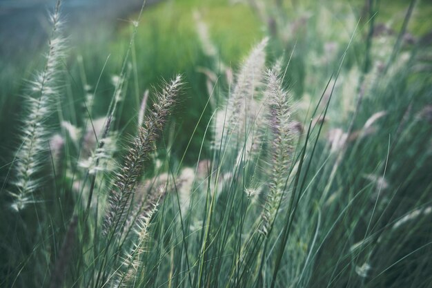 Foto close-up de culturas que crescem no campo