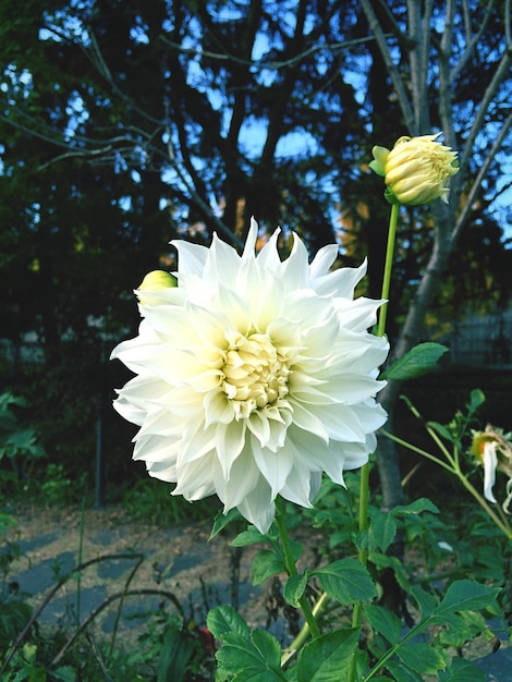 Foto close-up de dália branca em flor no parque