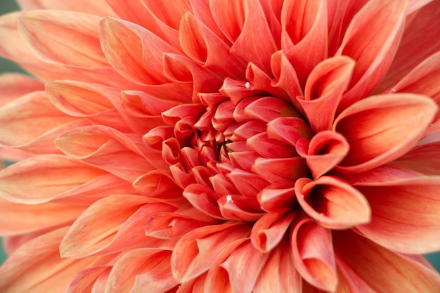 Close-up de dalia florescendo ao ar livre