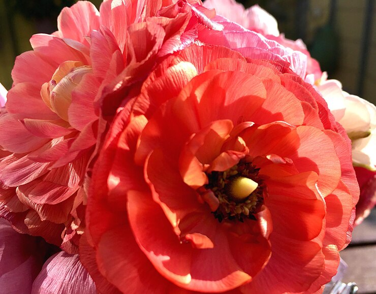 Foto close-up de dalia vermelha florescendo ao ar livre