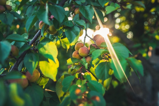 Close-up de damascos maduros em um galho em árvore de damasco em um pomar de frutas