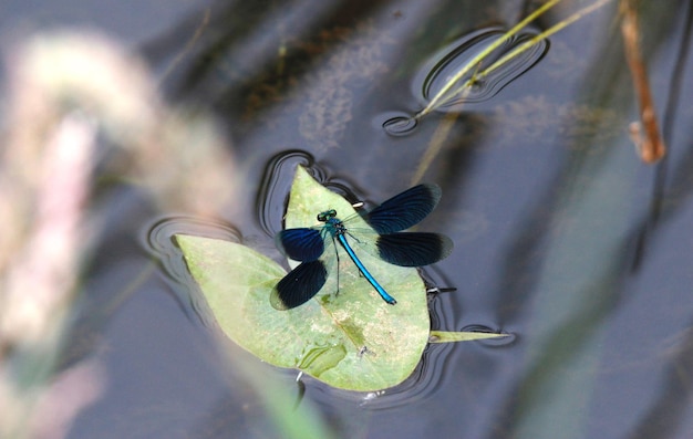 Foto close-up de damselfly em folha