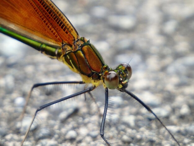 Foto close-up de damselfly em folha