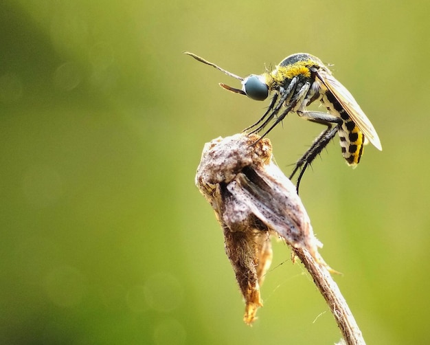 Foto close-up de damselfly em percha ao ar livre