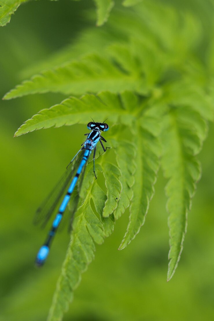 Foto close-up de damselfly na planta
