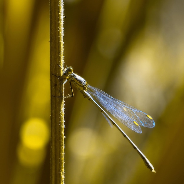 Foto close-up de damselfly no caule