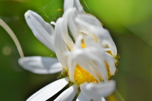 Close up de dandelion