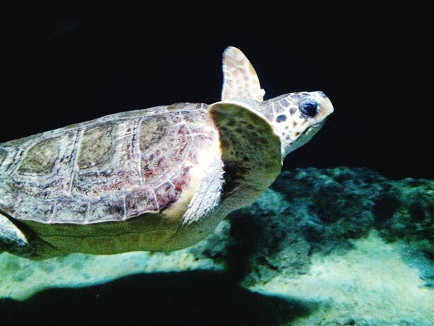 Foto close-up de debaixo d'água