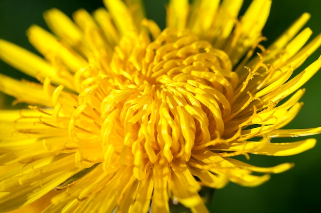 Foto close-up de dente-de-leão amarelo na primavera, profundidade de campo rasa