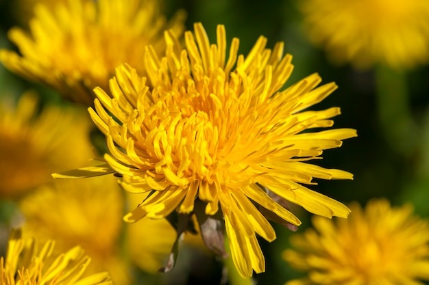 Close-up de dente-de-leão amarelo na primavera, profundidade de campo rasa